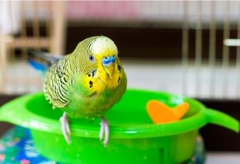 Как купать волнистого попугая: правила и рекомендации для здоровья и ухода